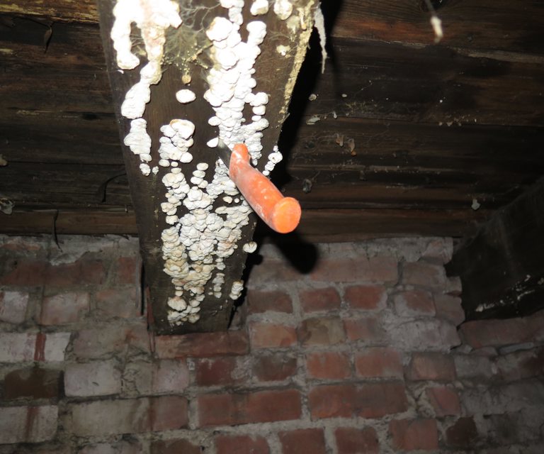 Tømmersopp-i-en-gulvbjelke.-Foto:-Mycoteam