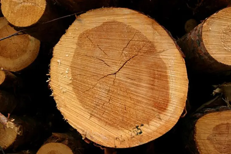 Kjerneved-paa-furu.-Foto-John-Y.-Larsson