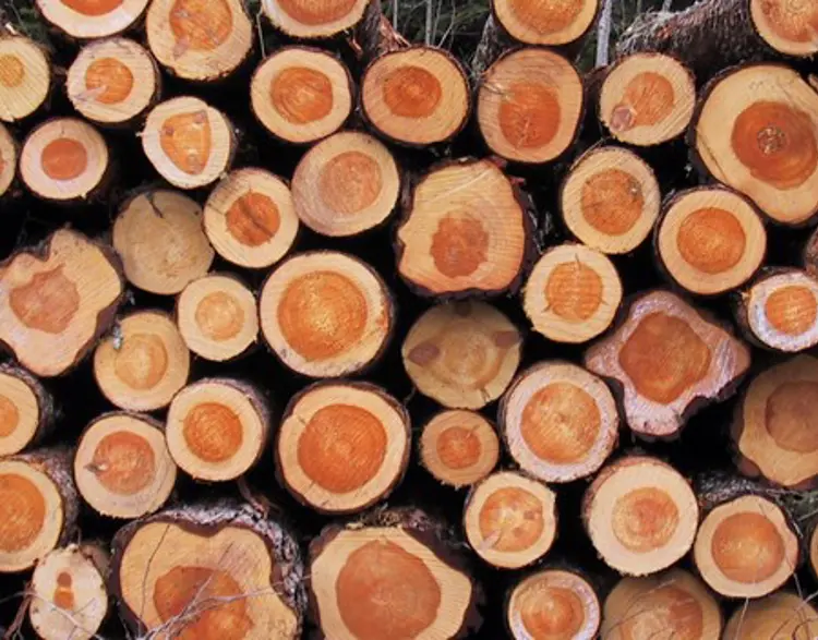 Furutoemmer-med-synlig-skille-mellom-kjerneved-og-yteved.-Foto:-Peder-Gjerdrum