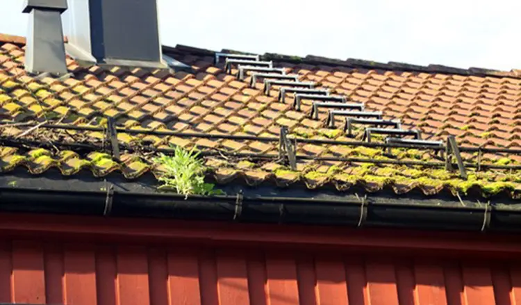 mose-paa-tak.-Foto:-Bygg-og-Bevar