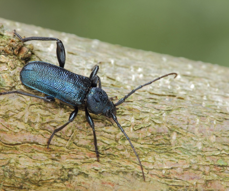 Blaabukk.-Foto:-Shutterstock