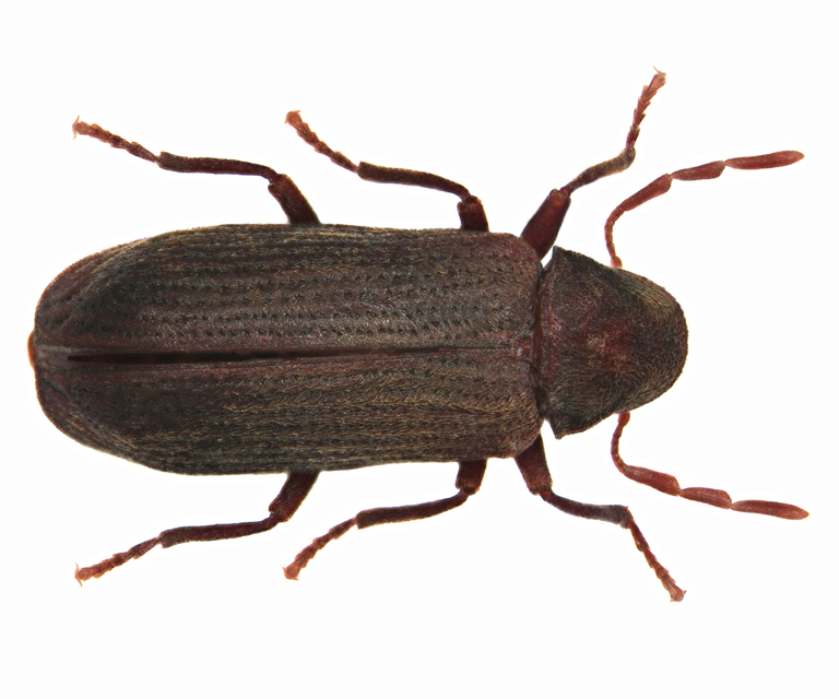 Stripet-borebille.-Foto:-Tomasz-Klejdysz,-Shutterstock