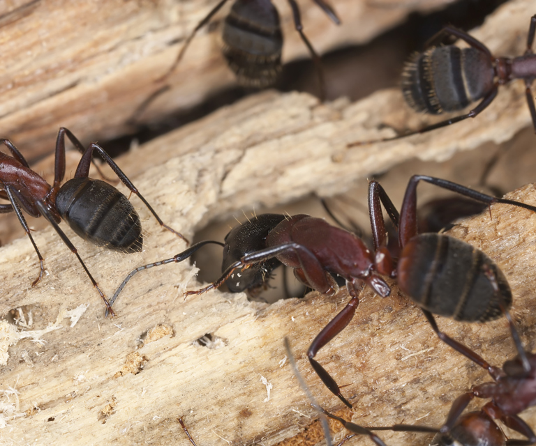 Stokkmaur.-Foto:-Henrik-Larsson,-Shutterstock