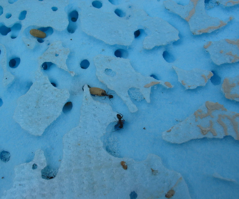 Stokkmaurreir-i-ekspandert-polystyren.-Foto:-Mycoteam