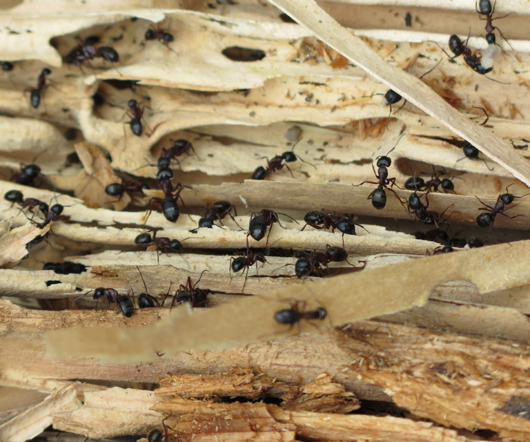 Stokkmaurreir-i-tømmerstokk.-Foto:-Mycoteam