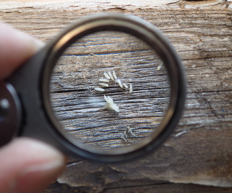 Husbukkegg-paa-treoverflate.-Foto:-Mycoteam