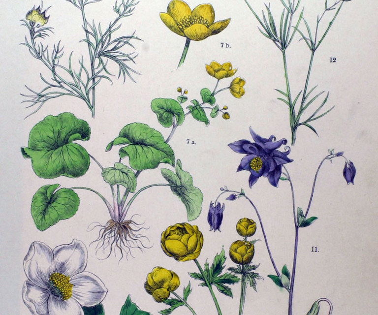 Aquilegia-vulgaris-Ill:-www.biolib.de.