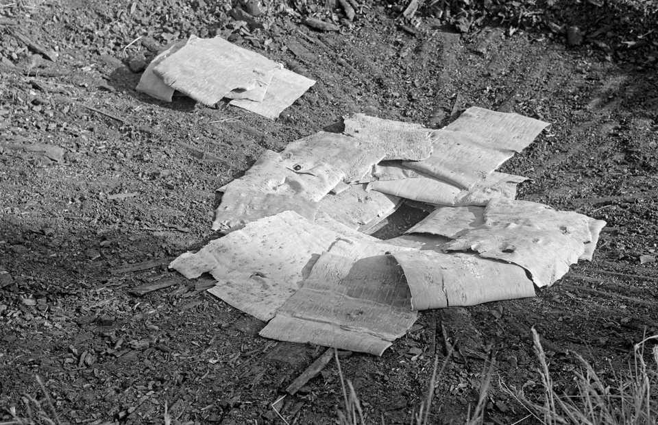 Foto Tore Fossum Anno Norsk Skogsbruksmuseum1.jpg