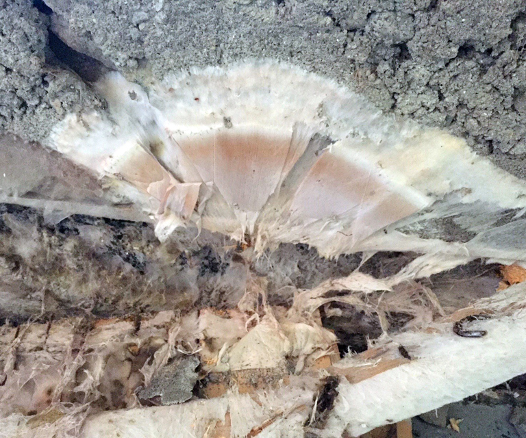 Ekte hussopp overflatemycel