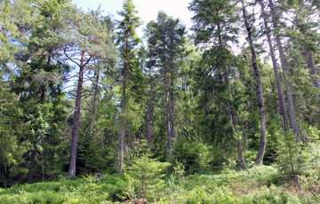 Skogen. Foto: Bygg og Bevar
