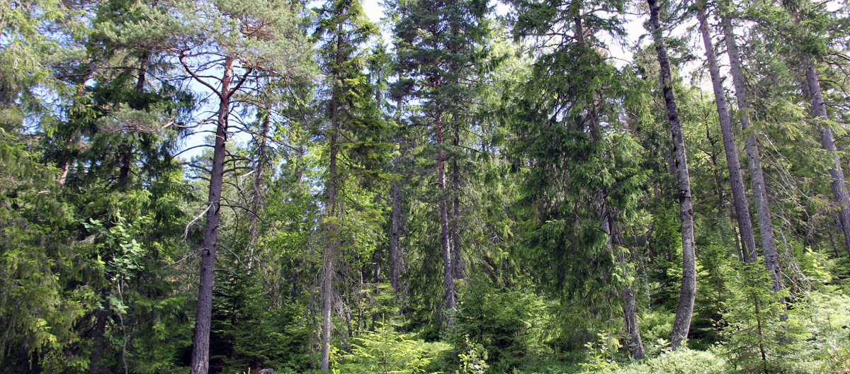 Skogen. Foto: Bygg og Bevar
