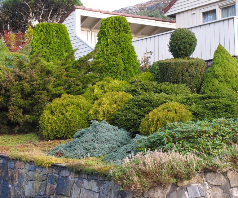 Det-finnes-dvergformer-av-nesten-alle-slags-bartraer.-Foto:-Knut-Langeland