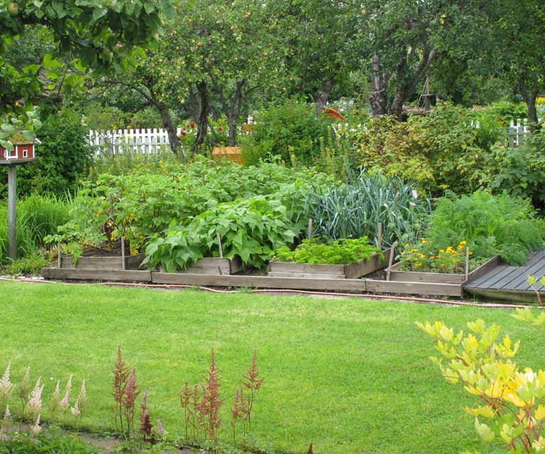 En-frodig-kjøkkenhage.-Foto:-Knut-Langeland