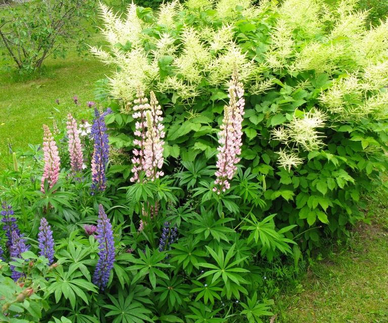 Hagelupin.-Foto:-Knut-Langeland