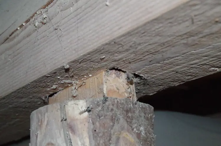 Stender på vei ut av tappehullet Foto Per Øyvind Berg