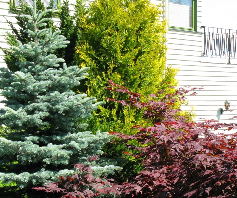 Blaagran,-tuja-og-vifteloenn.-Foto:-Knut-Langeland