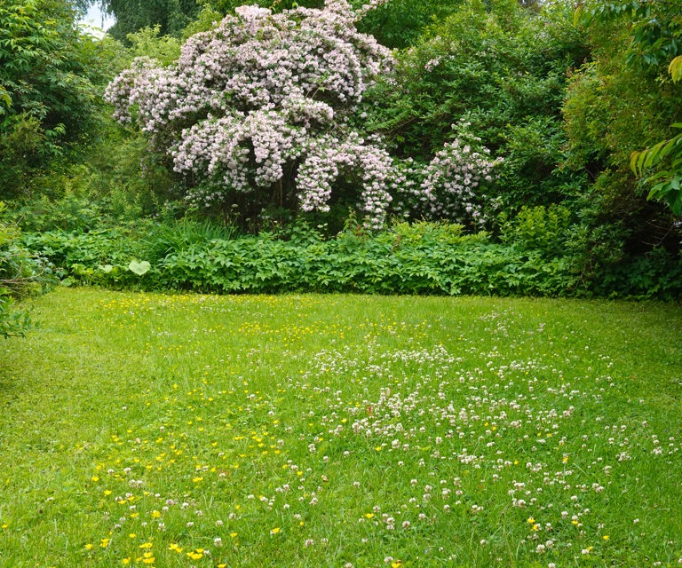 Vi-kan-godt-la-plenen-gro.-Foto:-Knut-Langeland