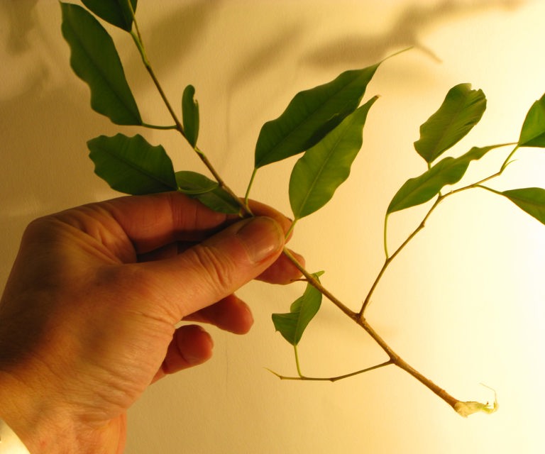 Stiklinger-av-busker-og-traer-skal-ofte-tas-”med-hael”.-Foto:-Bygg-og-Bevar